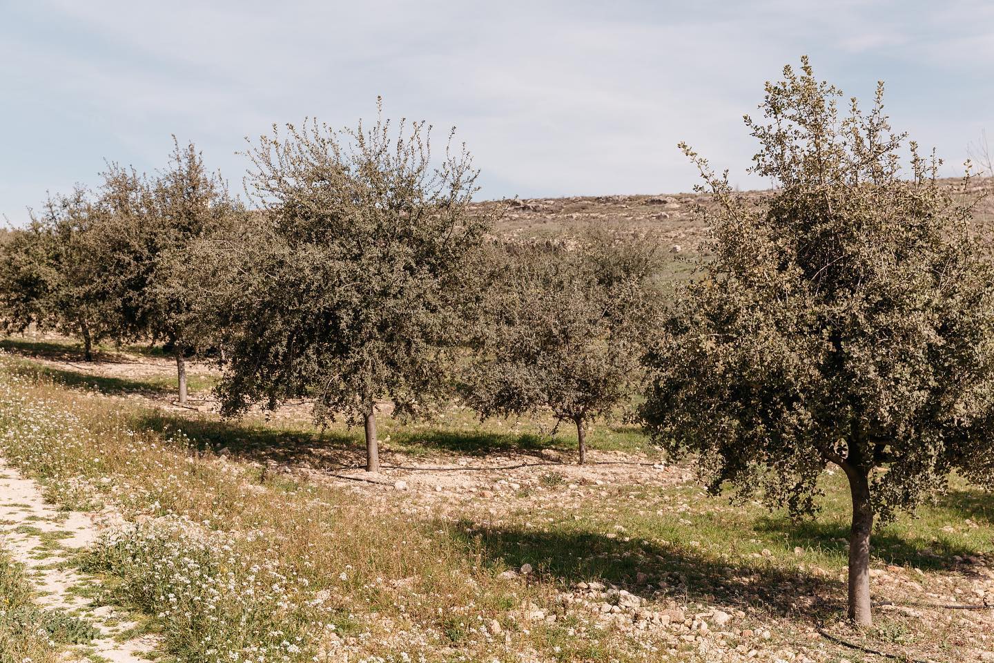 Plantaciones 
•
Own crops 
•
Photo @pacomarinphoto
•
#tubermelanosporum #ownproduction #crops #harvesing #quality #truffle #company #nature #environment #organic #product #supreme #quality #qualitycertifications #ecosystem #holmoak #yearround #production #service #capacity #constancy #work #sacrifice #companytradition #innovate #expand #truefeels #ownproduction #generation #family #business #treasure